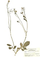 藏品(歐洲山芥)的圖片